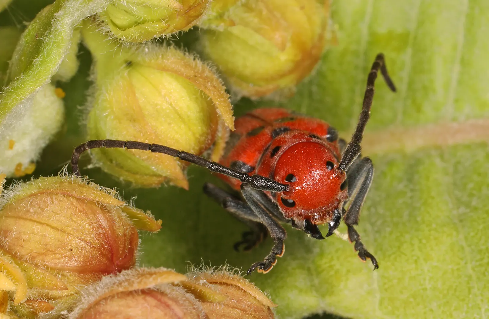 Red Milkweed (Asclepias Incarnata) — This upright plant typically reaches heights of 3 to 5 feet and spreads about 2 to 3 feet wide; commonly known, image 169