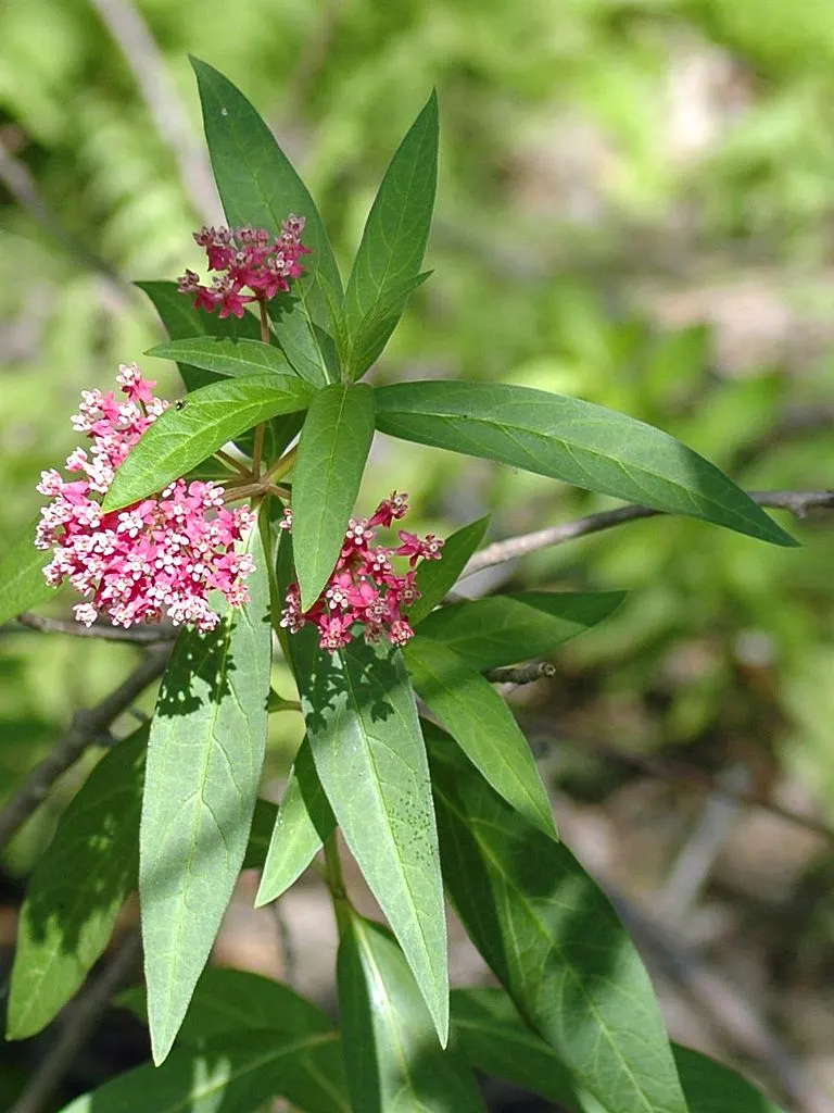 Red Milkweed (Asclepias Incarnata) — with a spread of 2-3 feet
