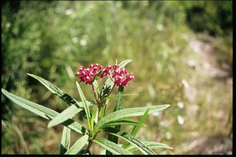Red Milkweed (Asclepias Incarnata) — It is particularly noted as a larval host for the Monarch butterfly; with a spread of 2-3 feet, image 120