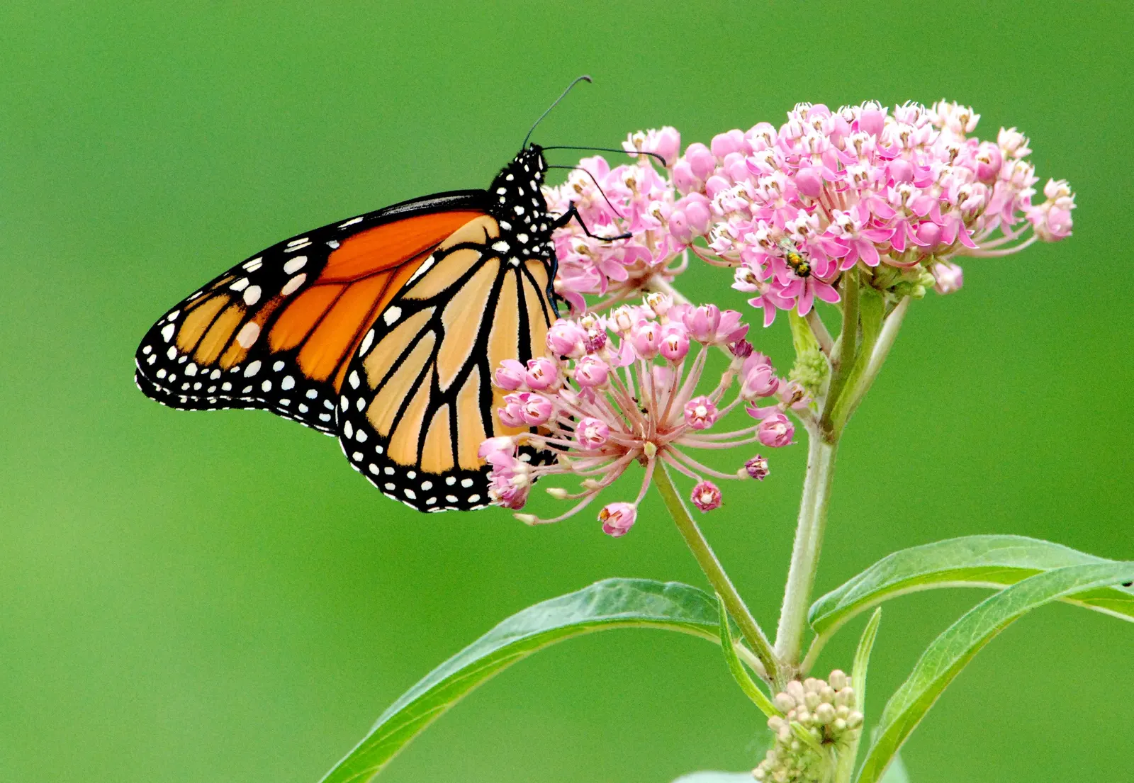 Red Milkweed (Asclepias Incarnata) — ensuring it becomes both an aesthetic focal point and an ecological asset in your client's garden; is a, image 153