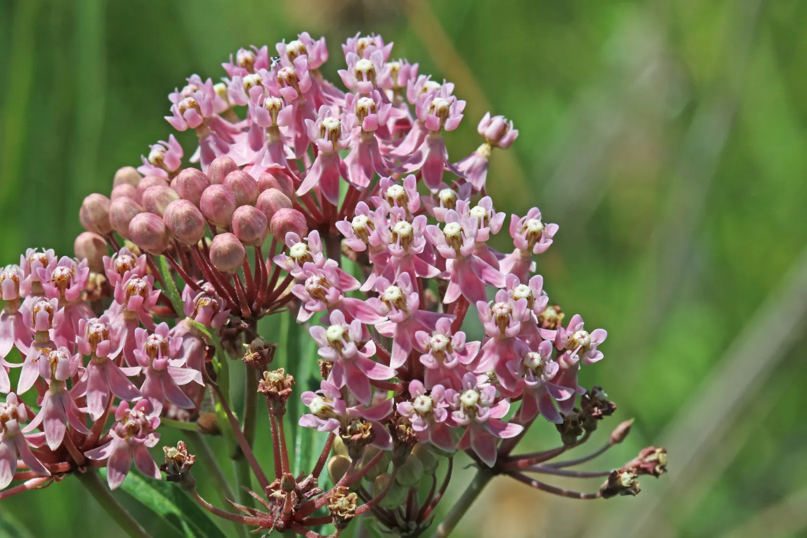 Red Milkweed (Asclepias Incarnata) — commonly known as Red Milkweed or Swamp Milkweed; serving as an attractive food source for a wide range of pollinators