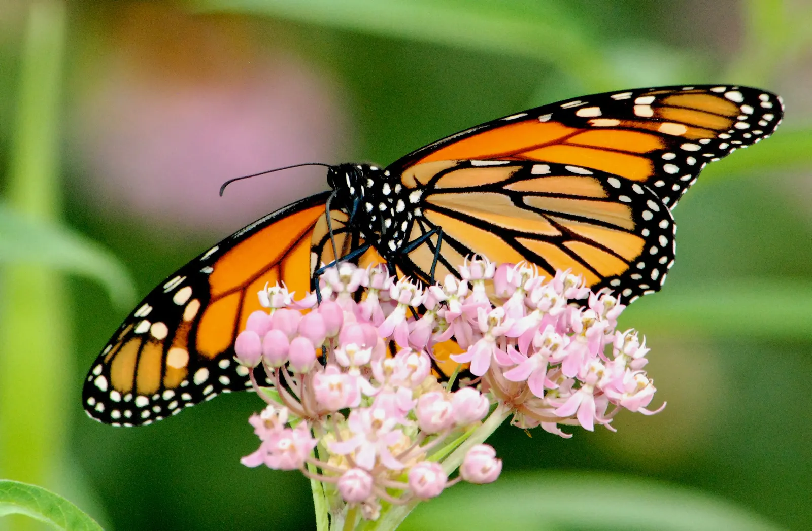 Red Milkweed (Asclepias Incarnata) — with a spread of 2-3 feet; it thrives in full sun to partial shade, image 135