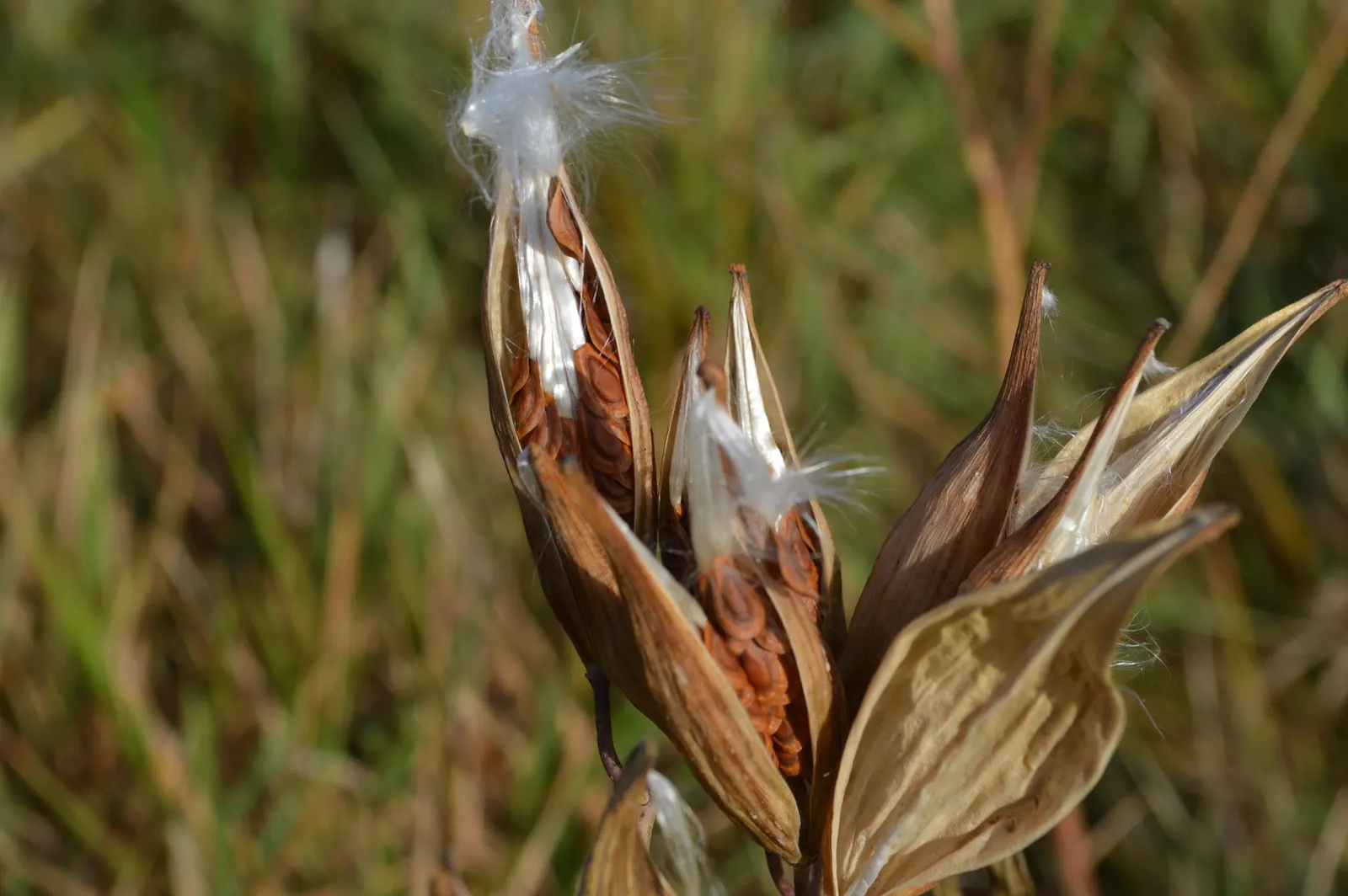 Red Milkweed (Asclepias Incarnata) — which bloom from June to August; being naturally found in wetlands, image 55