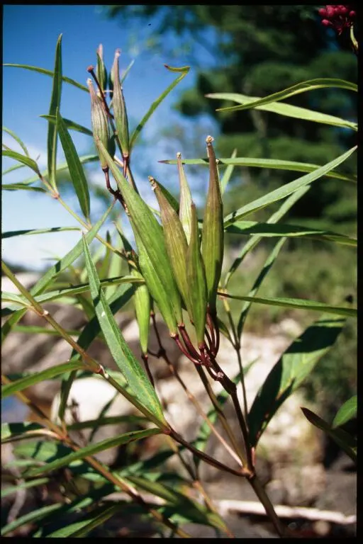 Red Milkweed (Asclepias Incarnata) — serving as an attractive food source for a wide range of pollinators