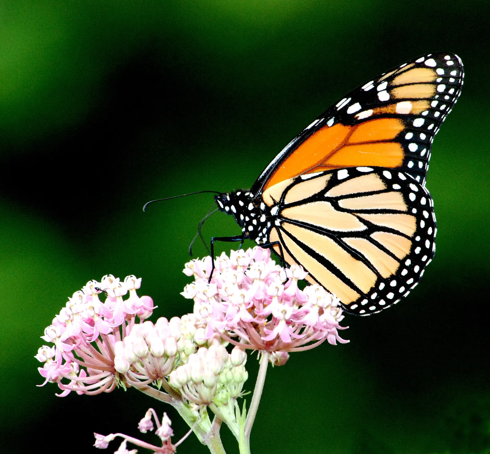 Red Milkweed (Asclepias Incarnata) — it thrives in full sun to partial shade; this upright plant typically reaches heights of 3 to 5 feet and, image 110