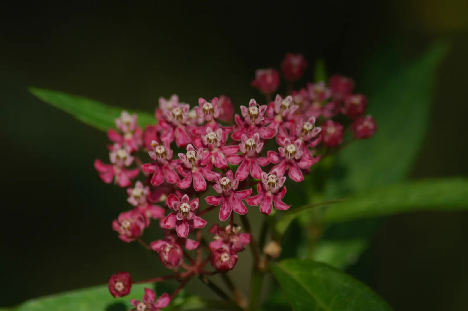 Red Milkweed (Asclepias Incarnata) — preferring moist to wet soils; and can even endure occasional flooding, image 111