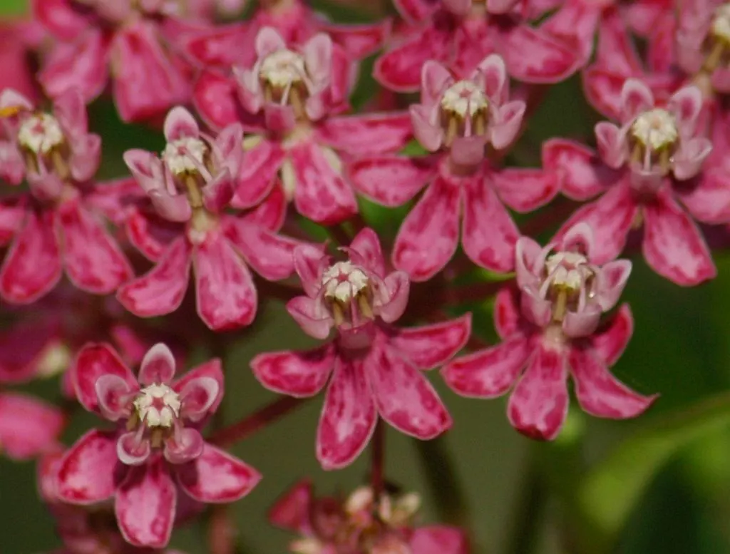 Red Milkweed (Asclepias Incarnata) — it tolerates both average and moist soils; perennial for full or half, image 97