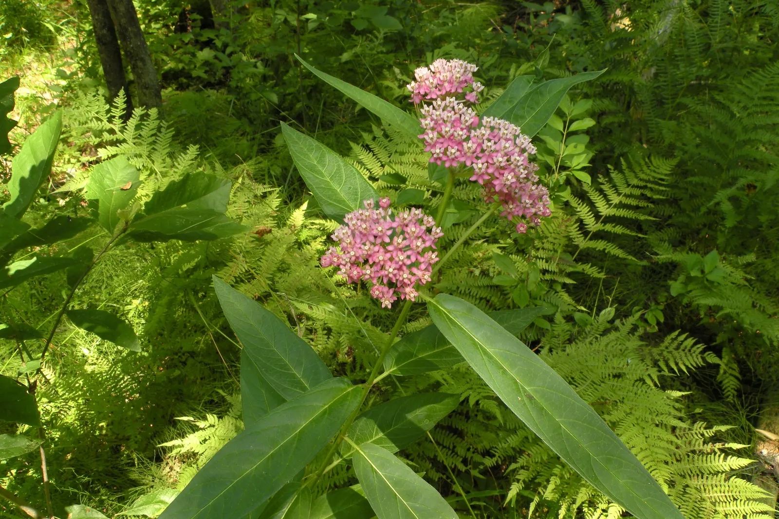 Red Milkweed (Asclepias Incarnata) — Reaching 3-4 feet in height; perennial with pink blooms, image 56