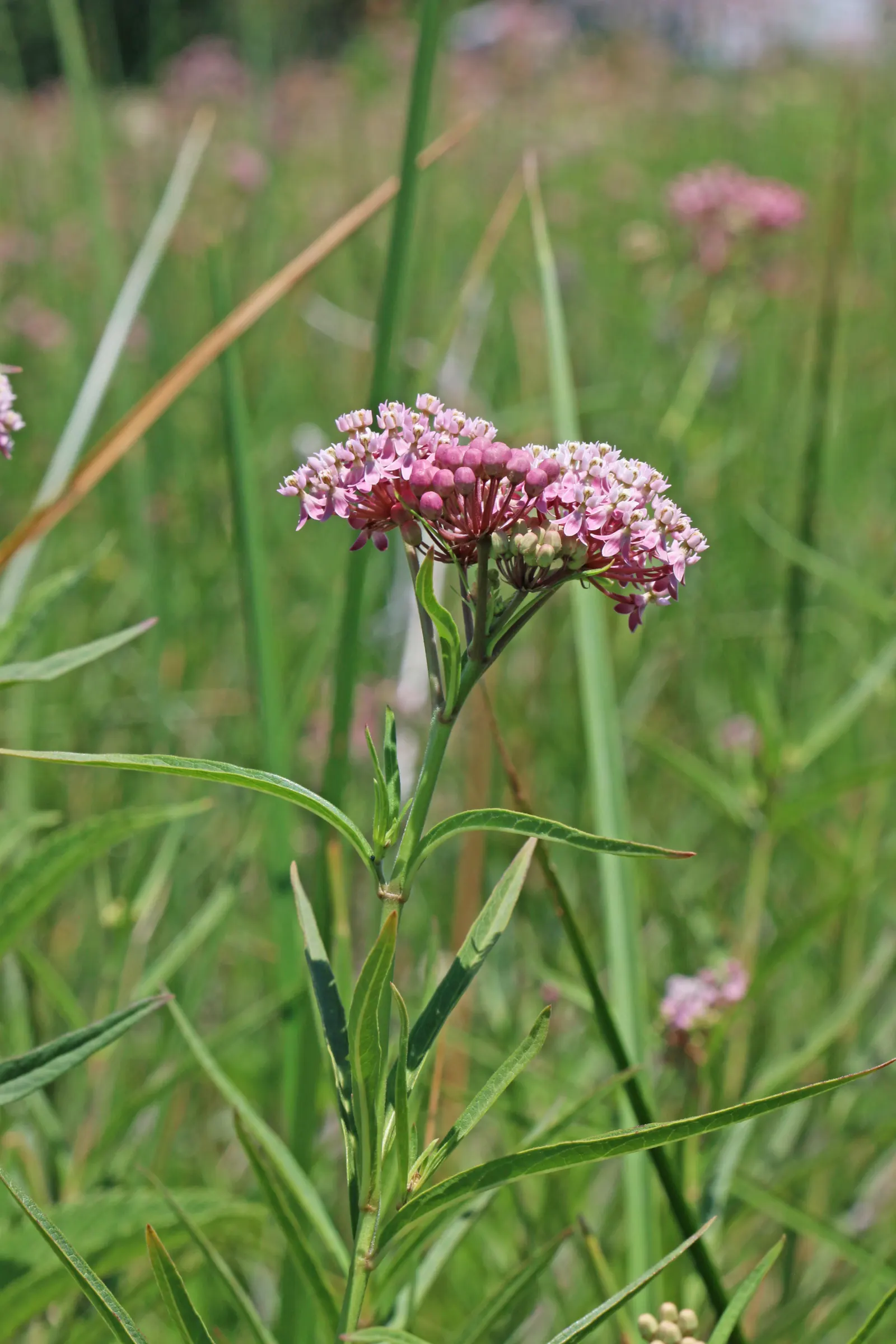 Red Milkweed (Asclepias Incarnata) — and can even endure occasional flooding; preferring moist to wet soils