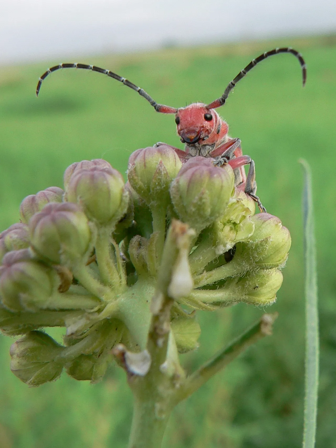 Red Milkweed (Asclepias Incarnata) — commonly known as Red Milkweed; reaching 3-4 feet in height, image 105