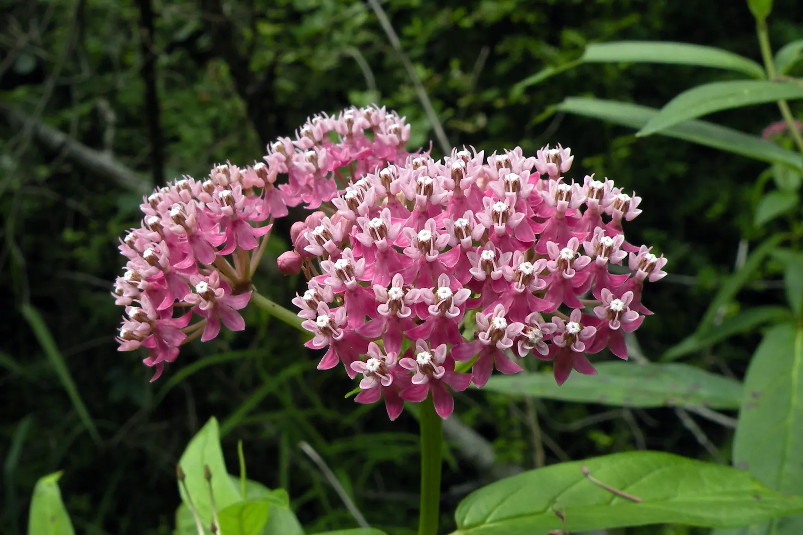 Red Milkweed (Asclepias Incarnata) — This plant is an excellent attractor of butterflies