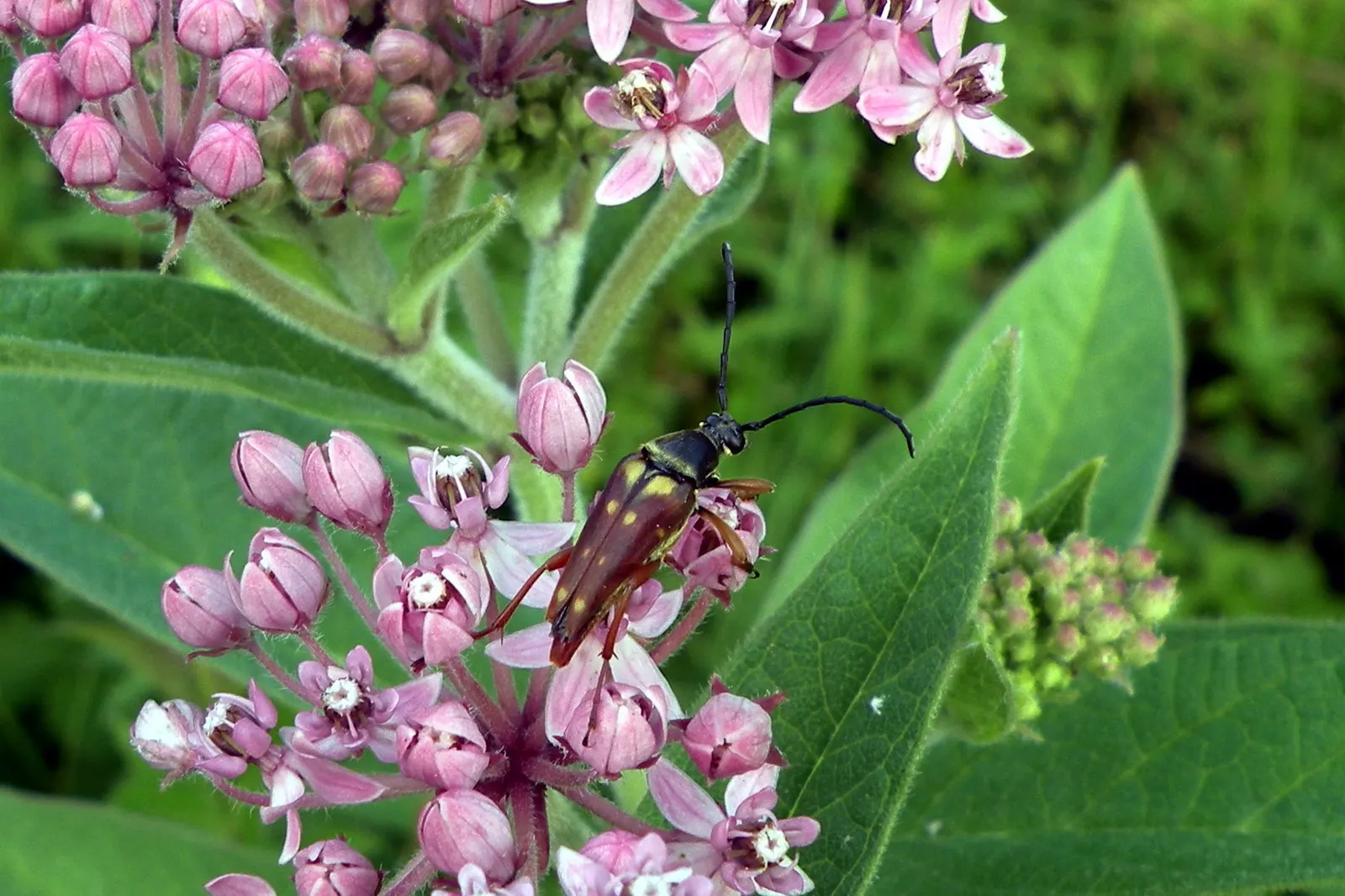 Red Milkweed (Asclepias Incarnata) — Reaching 3-4 feet in height; perennial with pink blooms, image 82