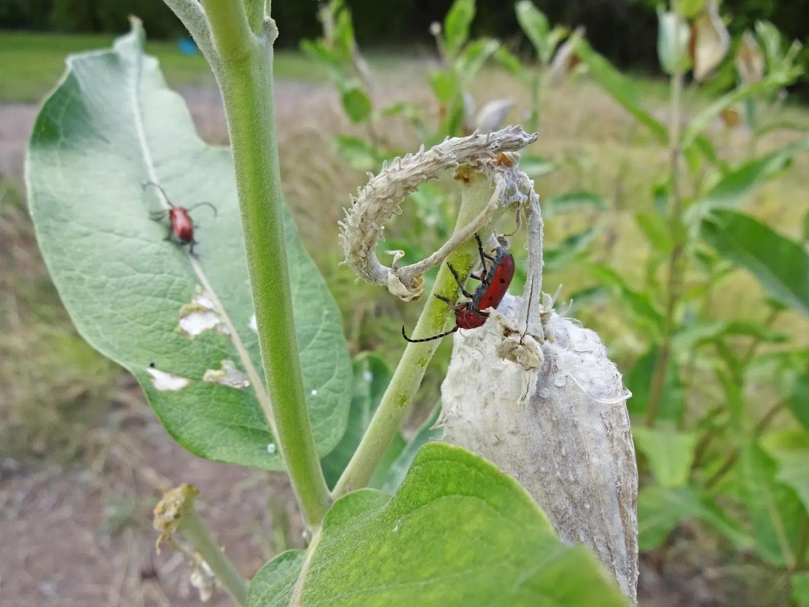 Red Milkweed (Asclepias Incarnata) — Put it in a position where its showy flowers and associated wildlife can be observed and enjoyed; consider its ecological