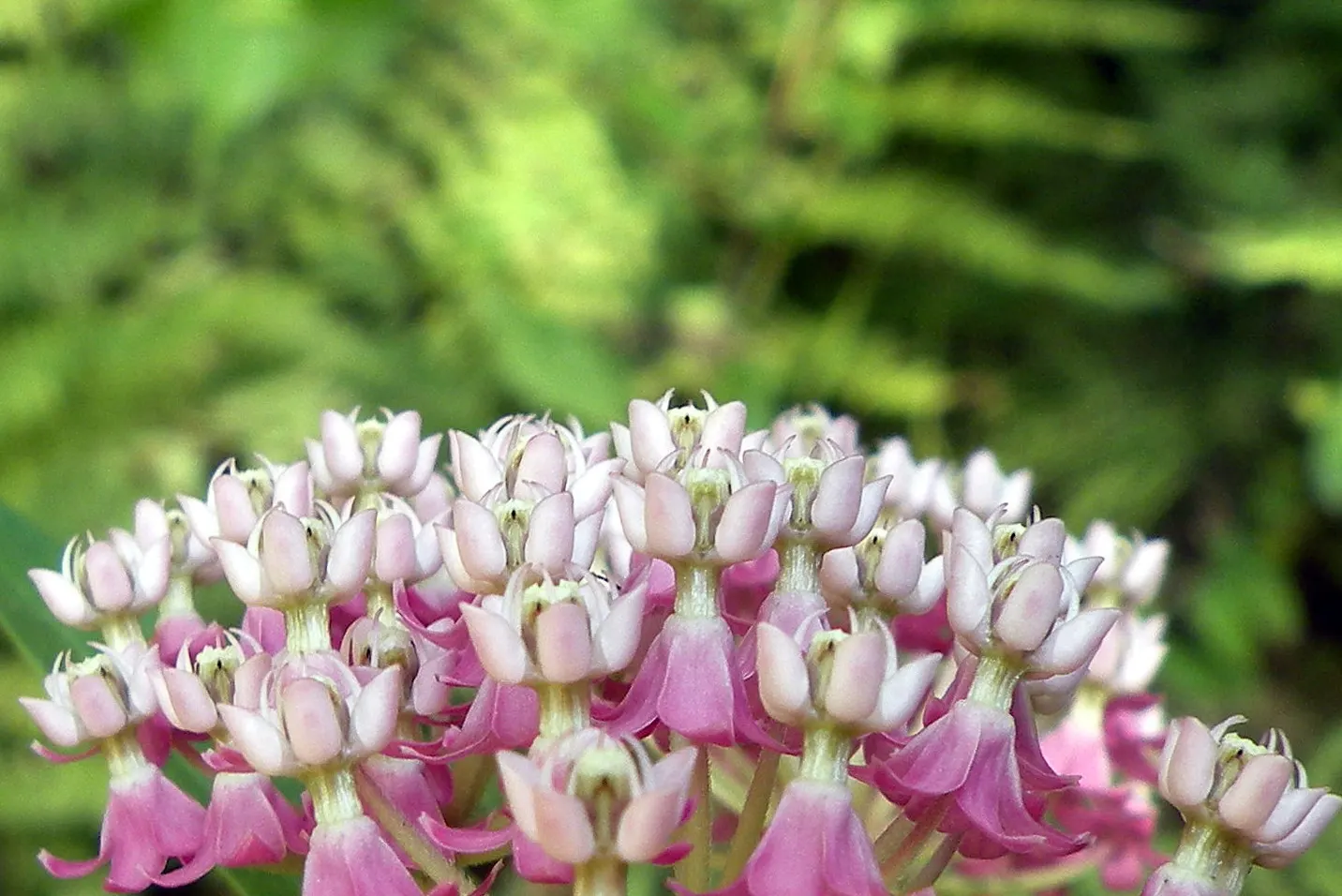 Red Milkweed (Asclepias Incarnata) — It is particularly noted as a larval host for the Monarch butterfly; with a spread of 2-3 feet