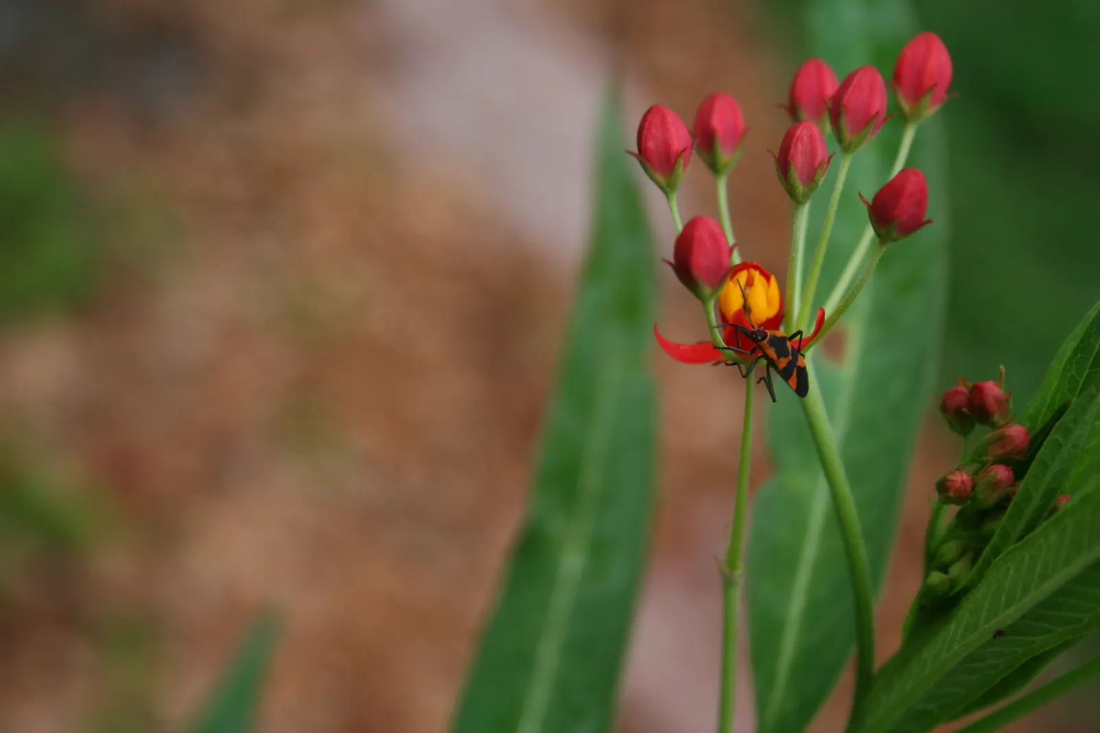 Red Milkweed (Asclepias Incarnata) — Reaching 3-4 feet in height; perennial with pink blooms