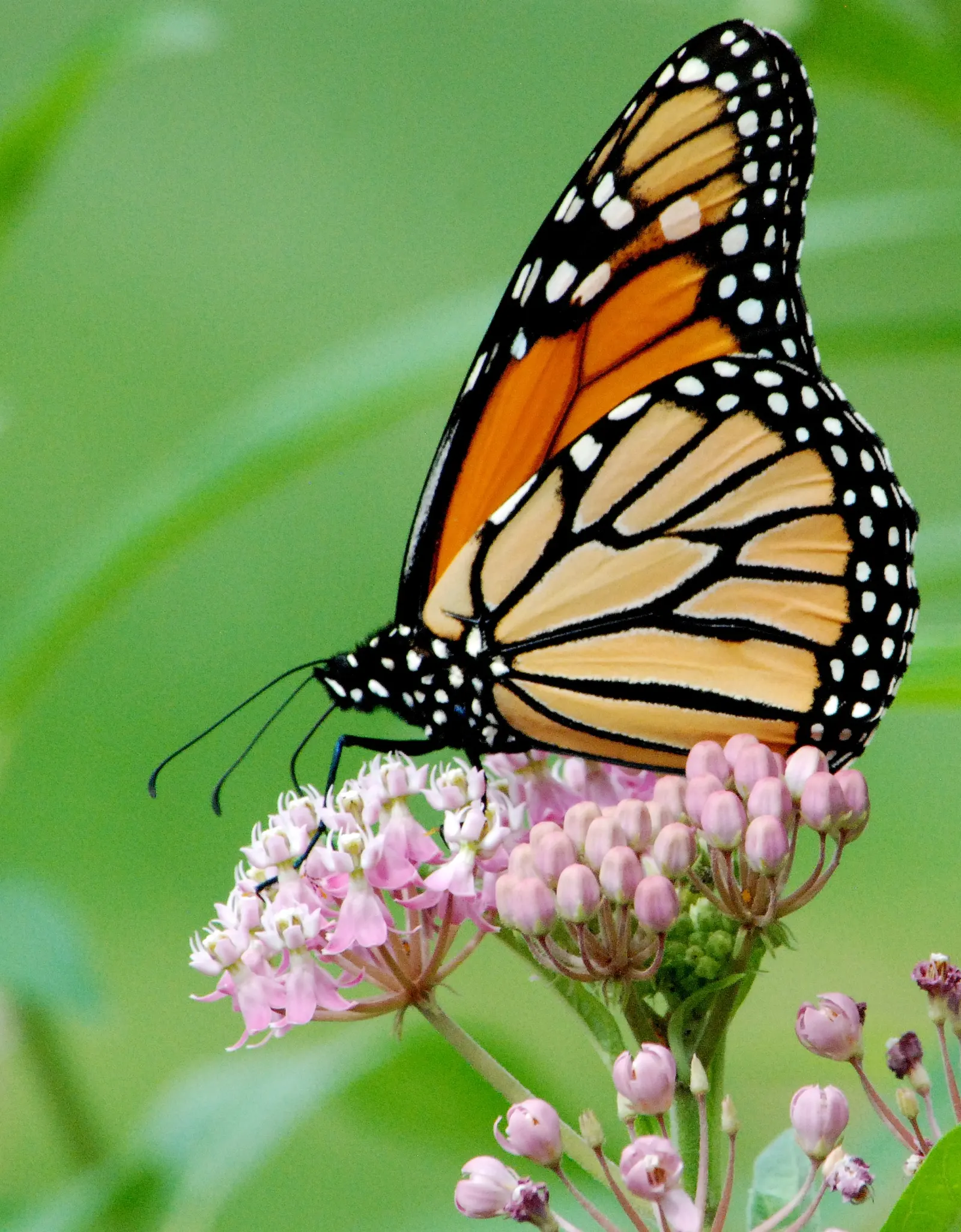 Red Milkweed (Asclepias Incarnata) — serving as an attractive food source for a wide range of pollinators; pink flowers in the garden, image 119
