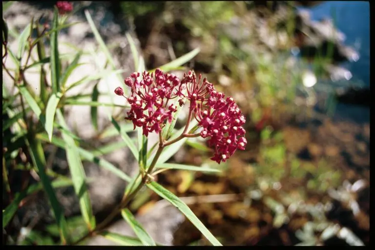 Red Milkweed (Asclepias Incarnata) — serving as an attractive food source for a wide range of pollinators; pink flowers in the garden