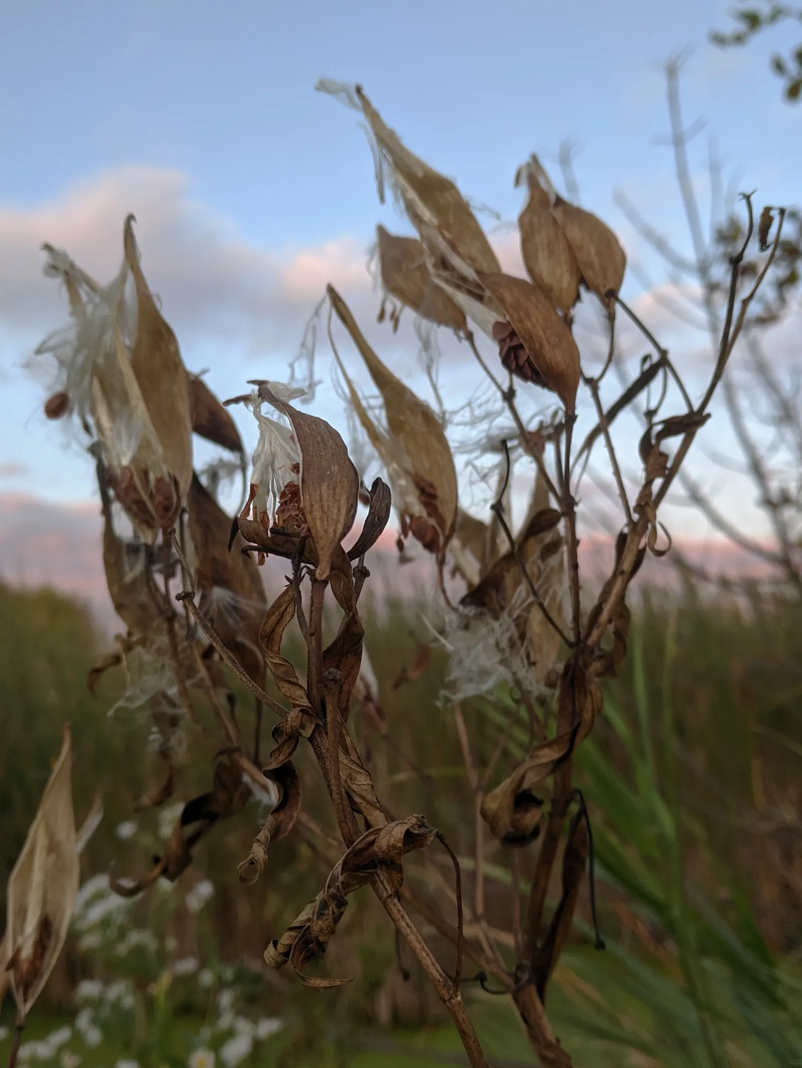 Red Milkweed (Asclepias Incarnata) — displaying lanceolate leaves that grow up to 6 inches long