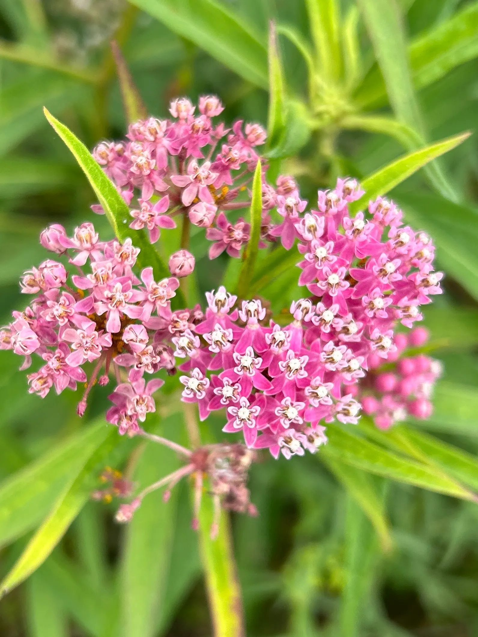 Red Milkweed (Asclepias Incarnata) — pink flowers in the garden; and provides vital habitat and food for their caterpillars, image 128