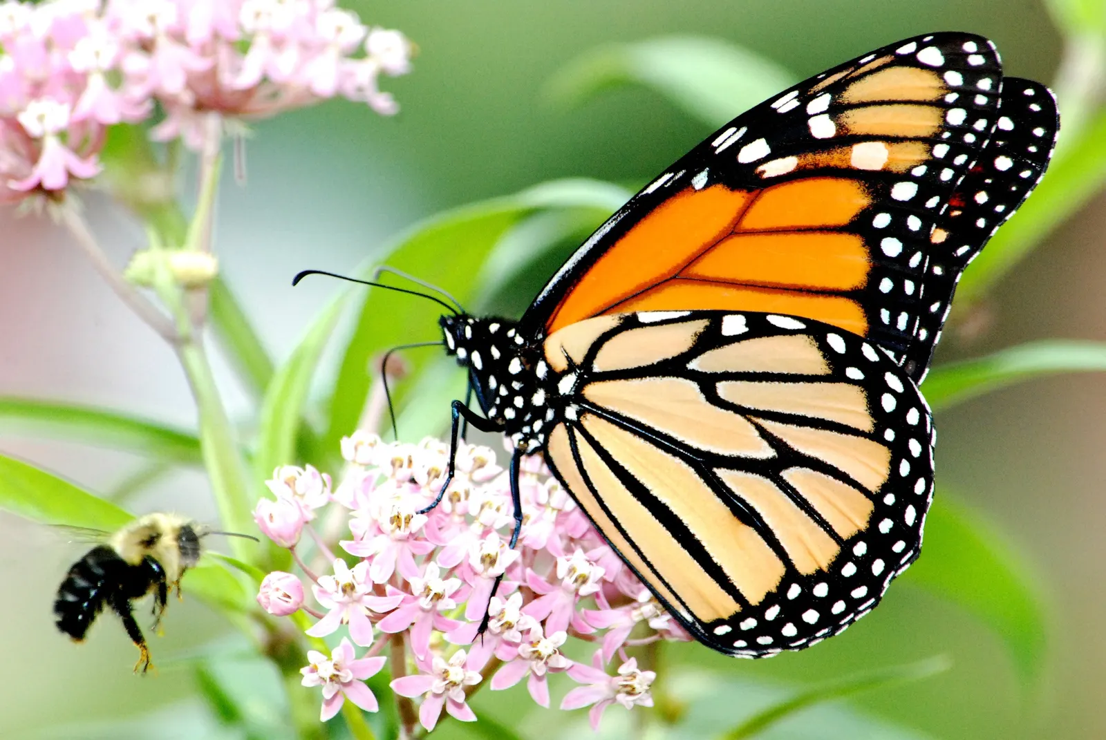Red Milkweed (Asclepias Incarnata) — is a perennial prized for its vibrant pink to mauve clusters of flowers; is a charismatic perennial native to North America