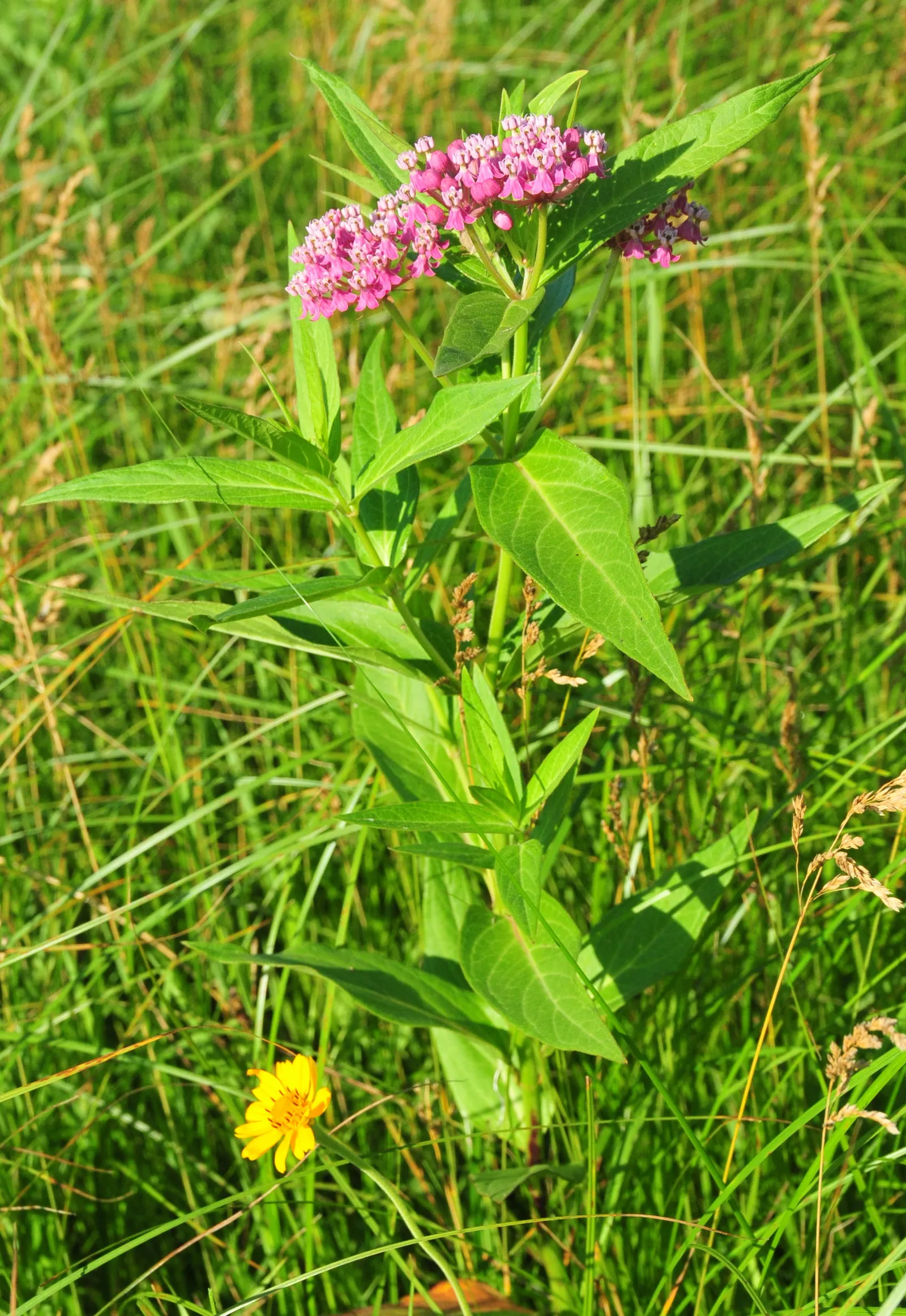 Red Milkweed (Asclepias Incarnata) — it tolerates both average and moist soils; perennial for full or half, image 123