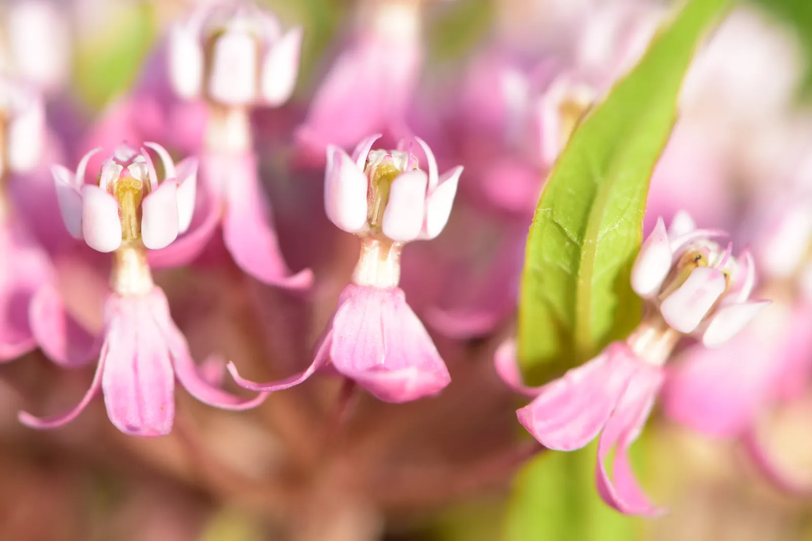 Red Milkweed (Asclepias Incarnata) — This upright plant typically reaches heights of 3 to 5 feet and spreads about 2 to 3 feet wide; commonly known, image 65
