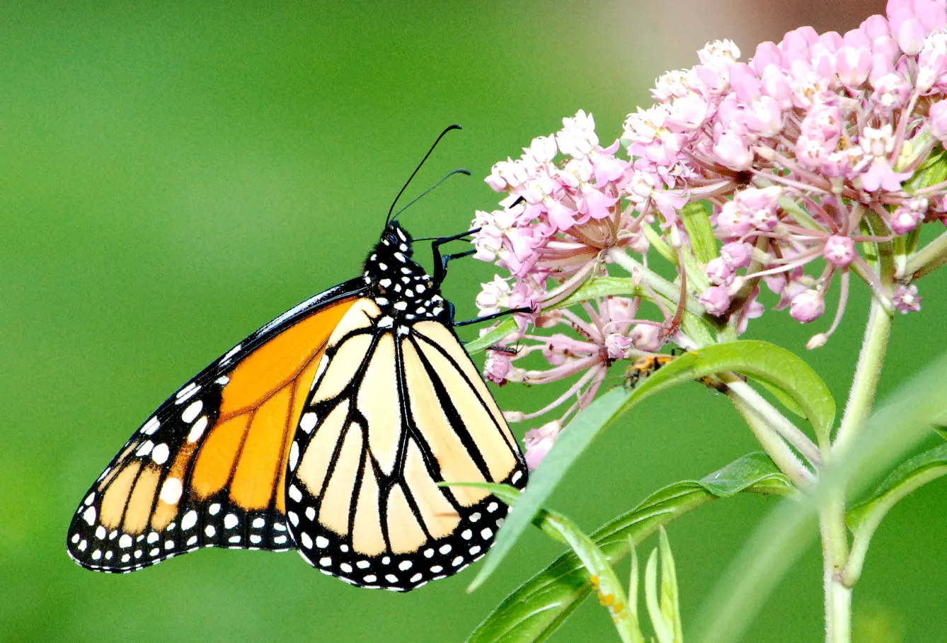 Red Milkweed (Asclepias Incarnata) — Reaching 3-4 feet in height