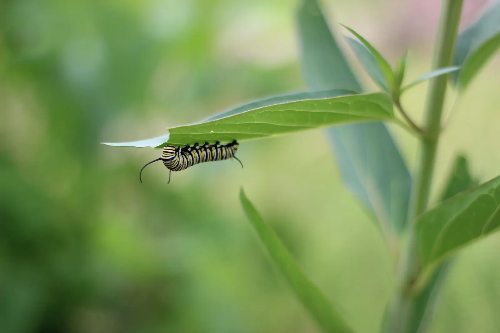 Red Milkweed (Asclepias Incarnata) — commonly known as Red Milkweed; reaching 3-4 feet in height