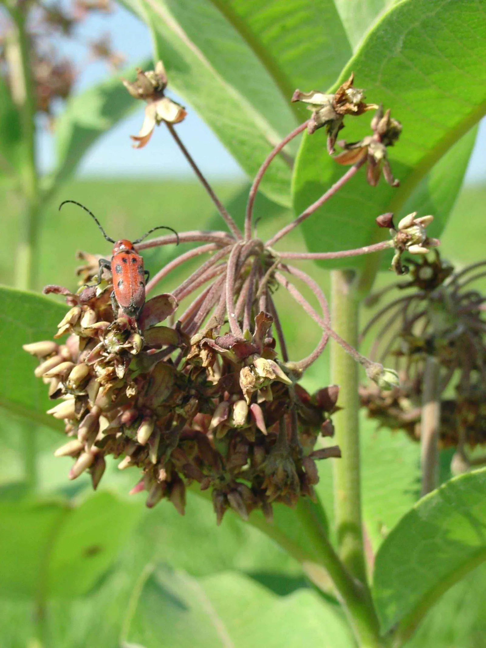 Red Milkweed (Asclepias Incarnata) — Reaching 3-4 feet in height; perennial with pink blooms, image 160