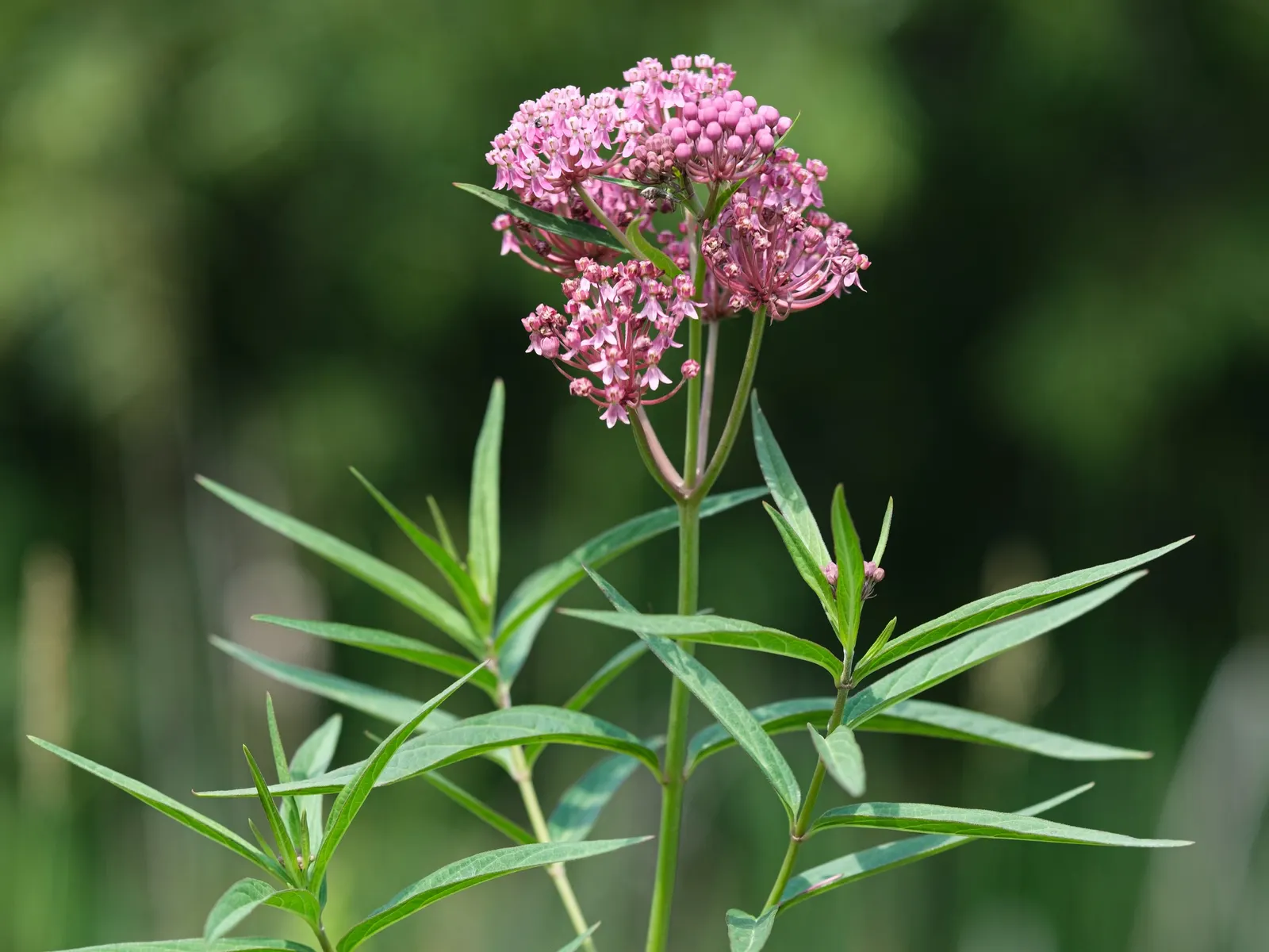 Red Milkweed (Asclepias Incarnata) — which bloom from June to August