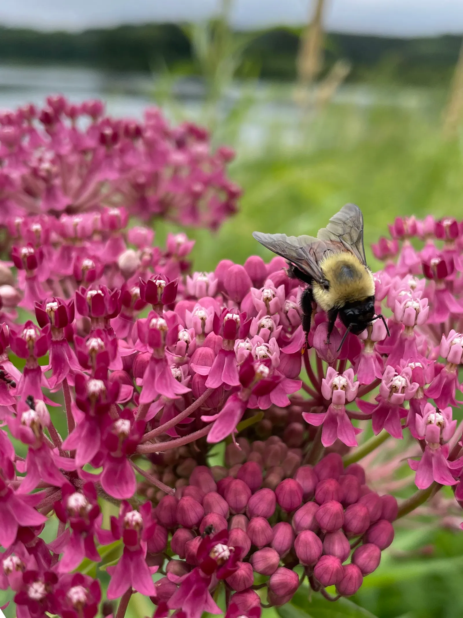 Red Milkweed (Asclepias Incarnata) — ensuring it becomes both an aesthetic focal point and an ecological asset in your client's garden; is a, image 75