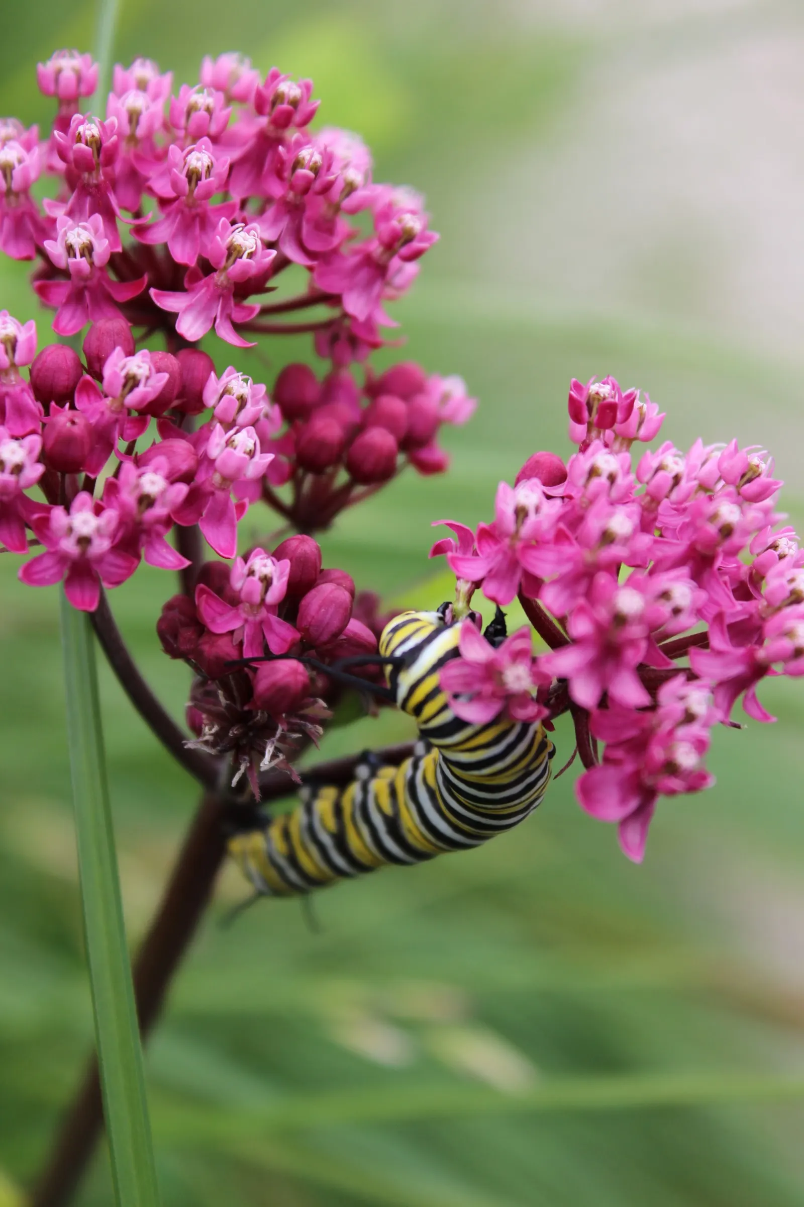Red Milkweed (Asclepias Incarnata) — commonly known as Red Milkweed; reaching 3-4 feet in height, image 53