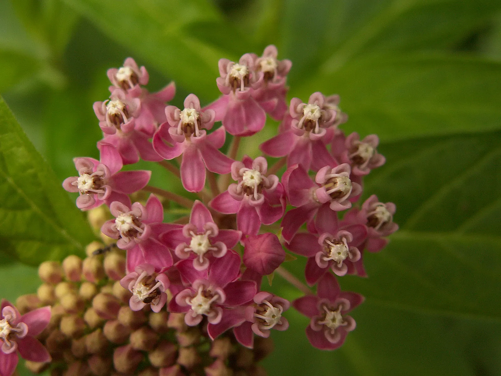 Red Milkweed (Asclepias Incarnata) — preferring moist to wet soils; and can even endure occasional flooding, image 163