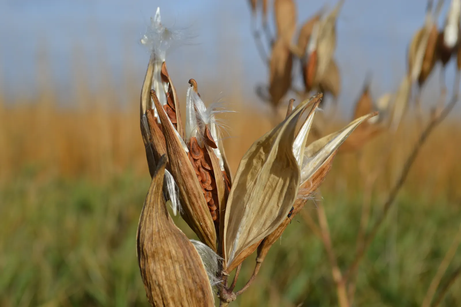 Red Milkweed (Asclepias Incarnata) — which bloom from June to August; being naturally found in wetlands, image 159