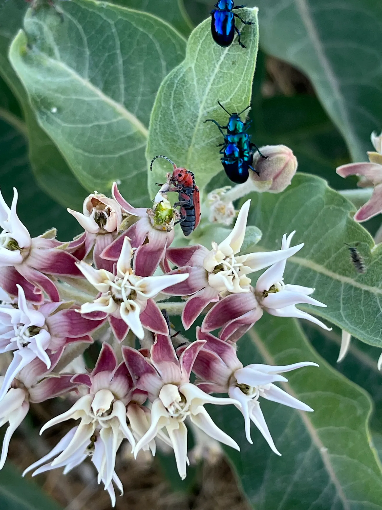 Red Milkweed (Asclepias Incarnata) — it tolerates both average and moist soils