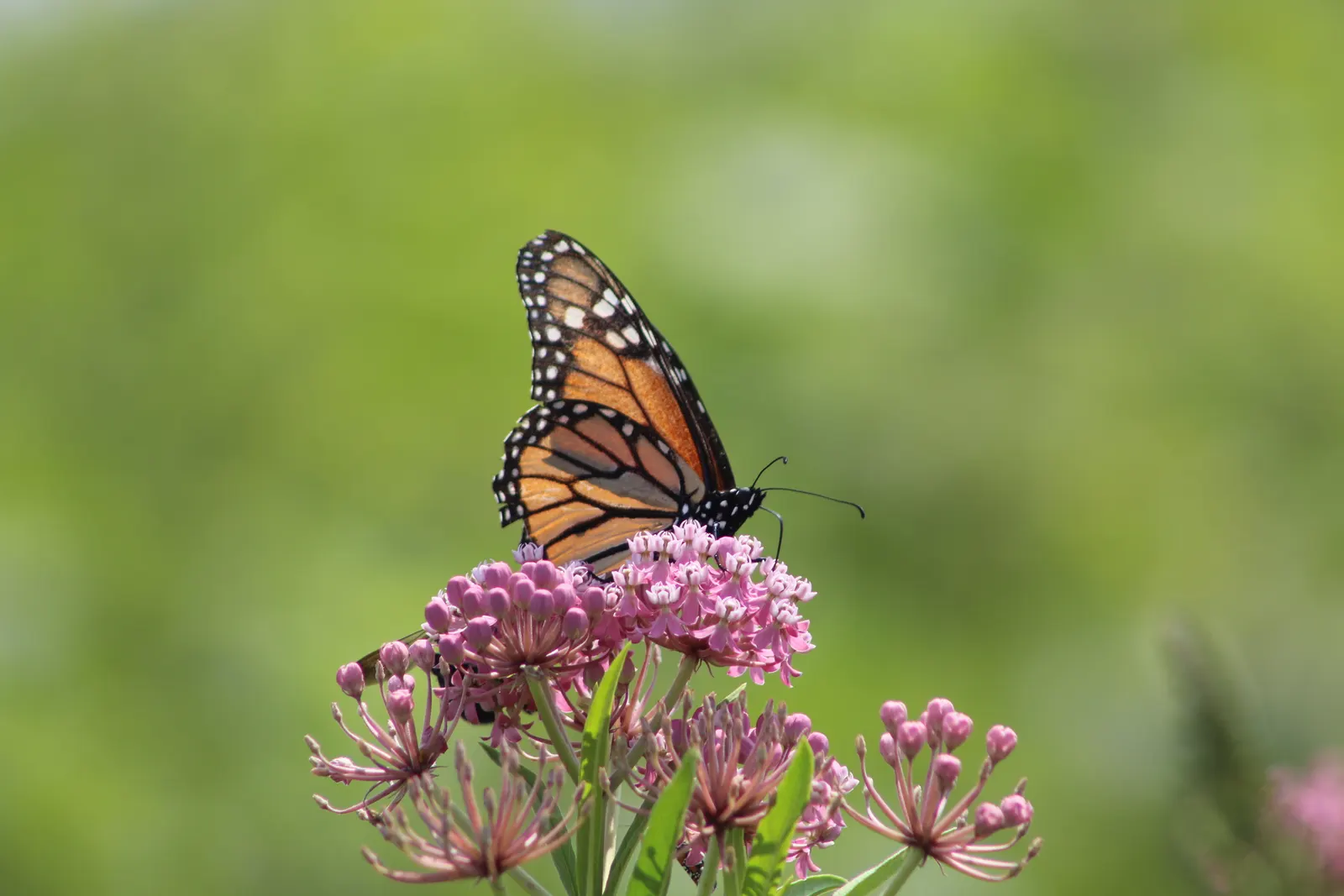 Red Milkweed (Asclepias Incarnata) — and can even endure occasional flooding; preferring moist to wet soils, image 98