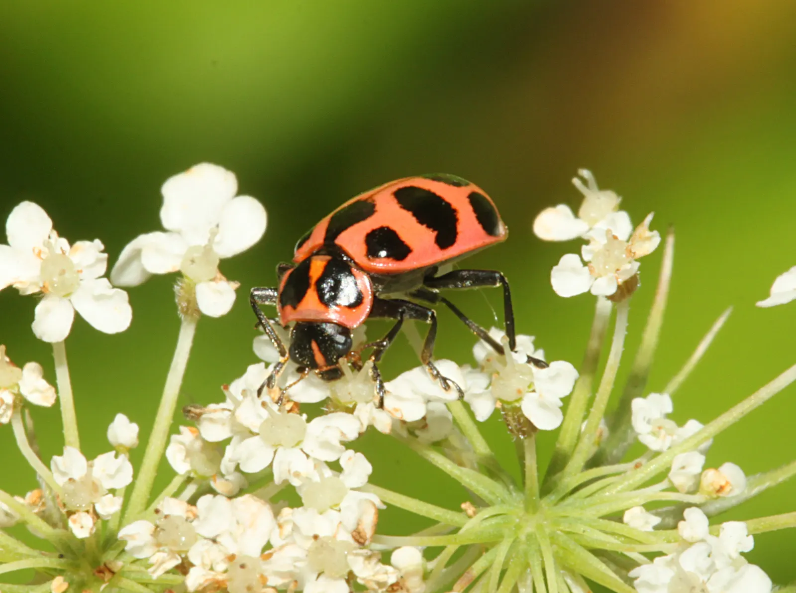 Red Milkweed (Asclepias Incarnata) — This upright plant typically reaches heights of 3 to 5 feet and spreads about 2 to 3 feet wide; commonly known, image 117