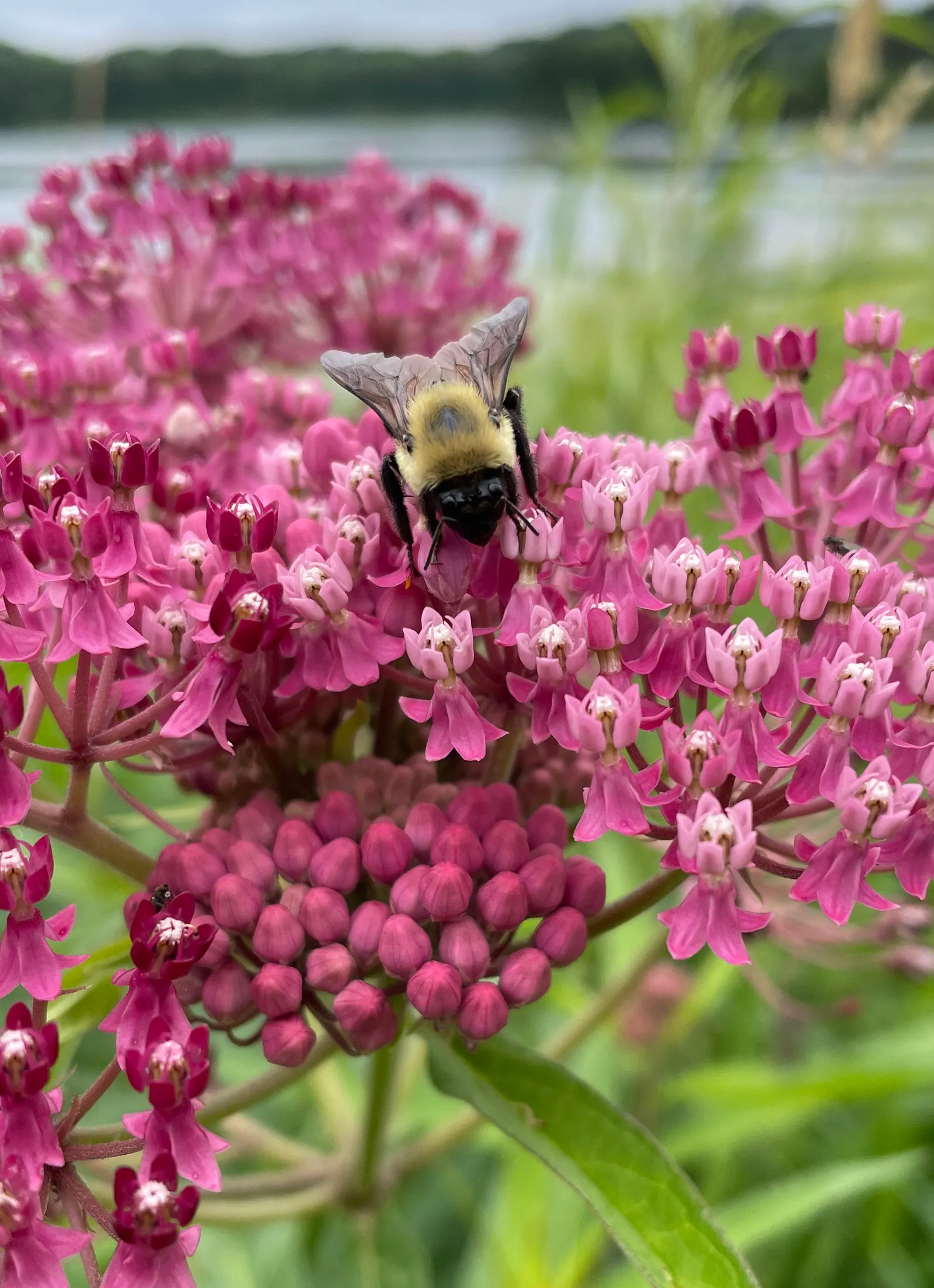 Red Milkweed (Asclepias Incarnata) — pink flowers in the garden; and provides vital habitat and food for their caterpillars, image 102