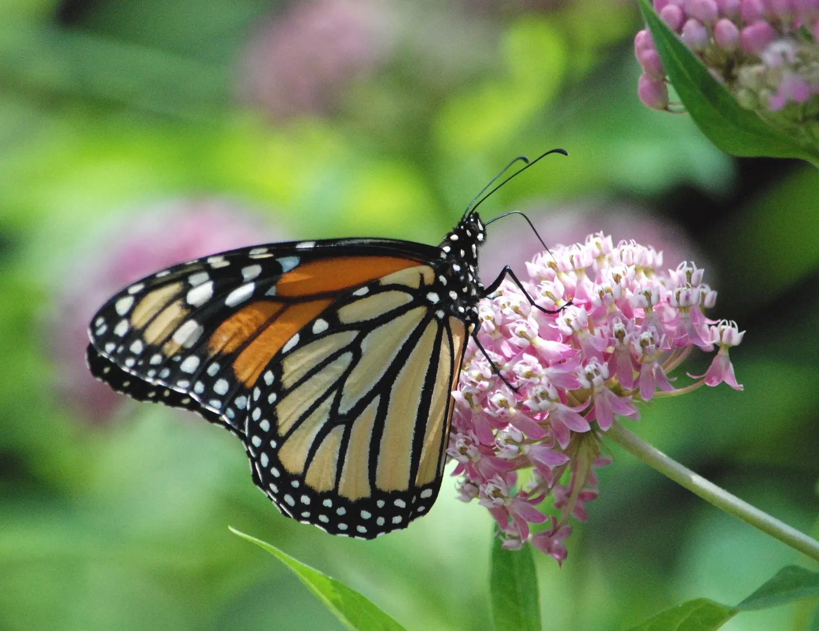Red Milkweed (Asclepias Incarnata) — celebrated for its vibrant pink to mauve clusters of flowers that bloom from early summer through fall; which, image 168