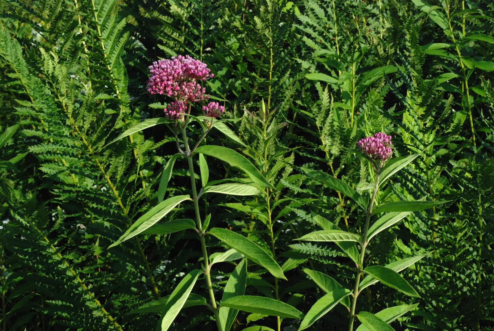 Red Milkweed (Asclepias Incarnata) — and can even endure occasional flooding