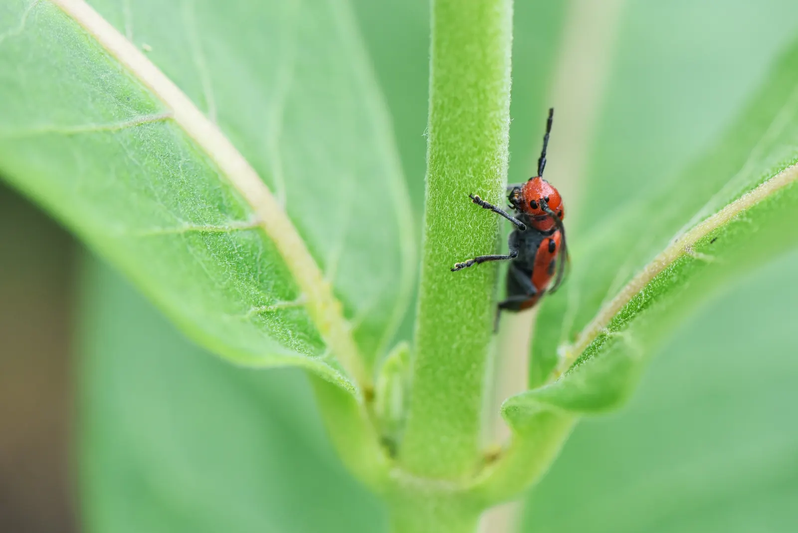 Red Milkweed (Asclepias Incarnata) — Put it in a position where its showy flowers and associated wildlife can be observed and enjoyed; consider its, image 126