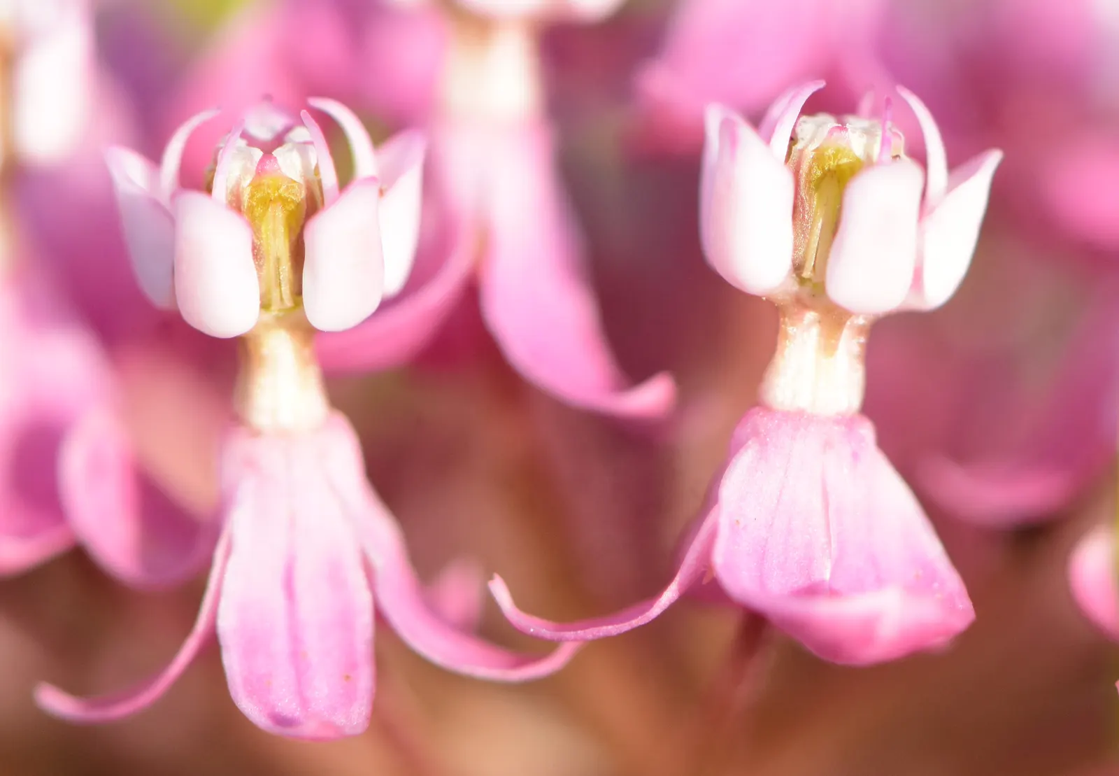 Red Milkweed (Asclepias Incarnata) — is a perennial prized for its vibrant pink to mauve clusters of flowers; is a charismatic perennial native to, image 54