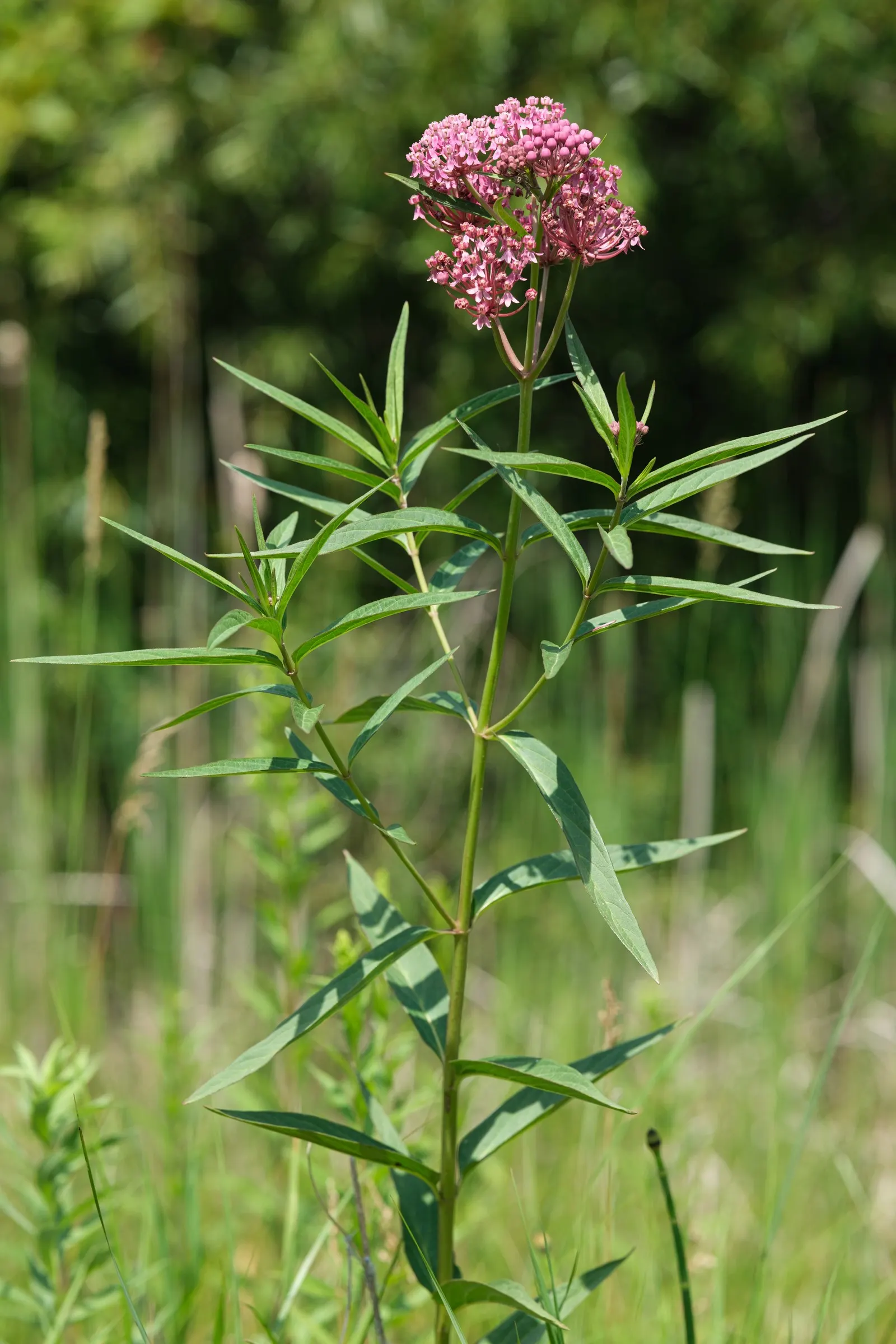 Red Milkweed (Asclepias Incarnata) — is a perennial prized for its vibrant pink to mauve clusters of flowers; is a charismatic perennial native to, image 80