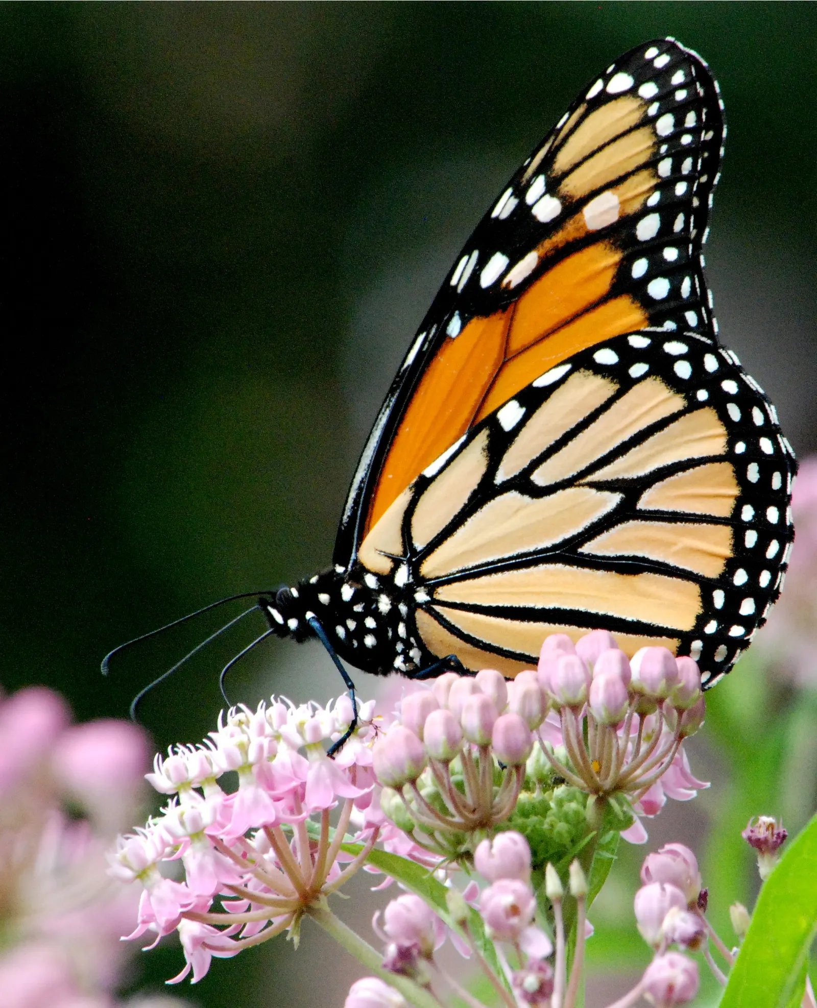 Red Milkweed (Asclepias Incarnata) — perennial with pink blooms; it is particularly noted as a larval host for the Monarch butterfly, image 103