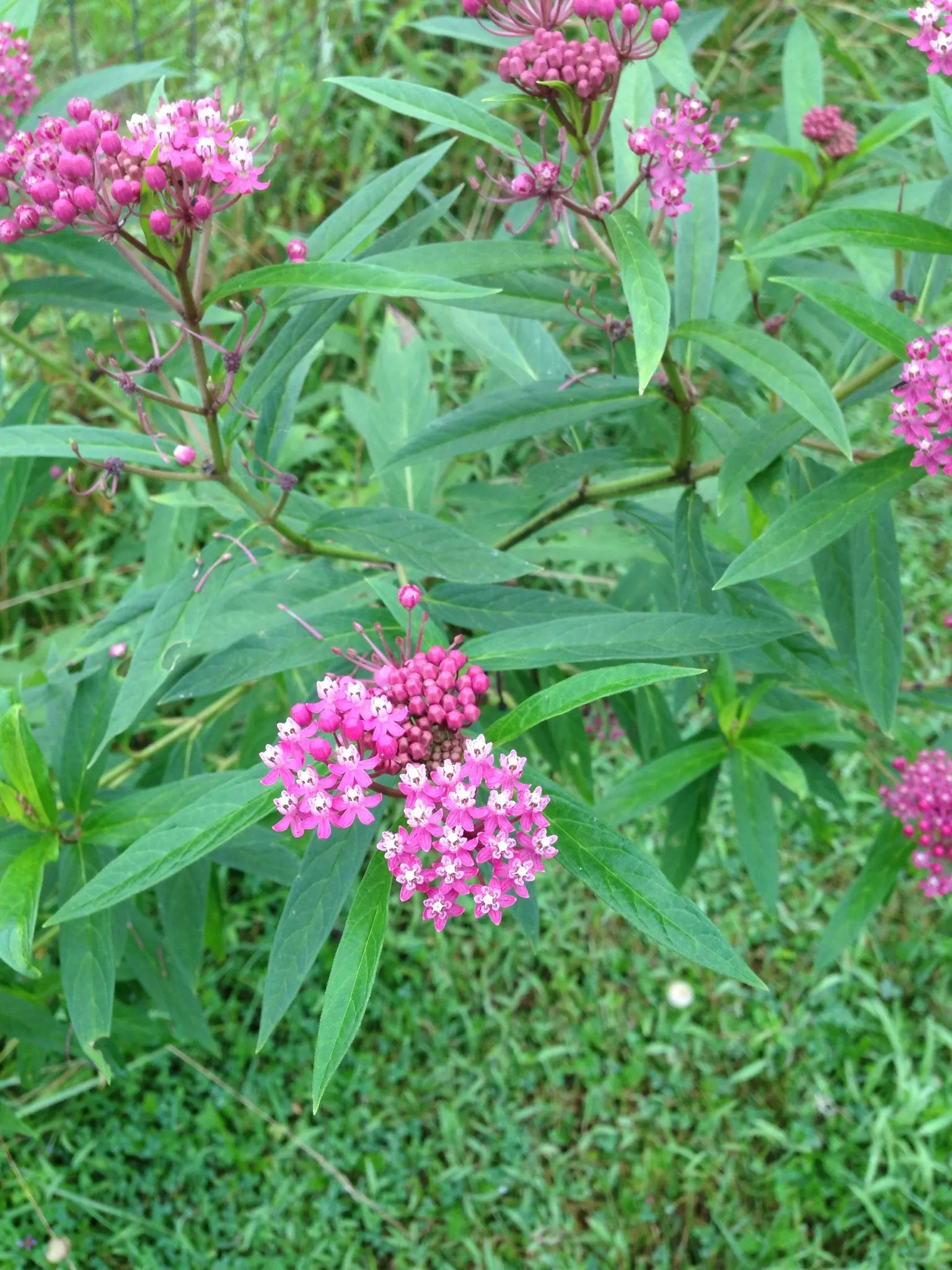 Red Milkweed (Asclepias Incarnata) — celebrated for its vibrant pink to mauve clusters of flowers that bloom from early summer through fall; which, image 90