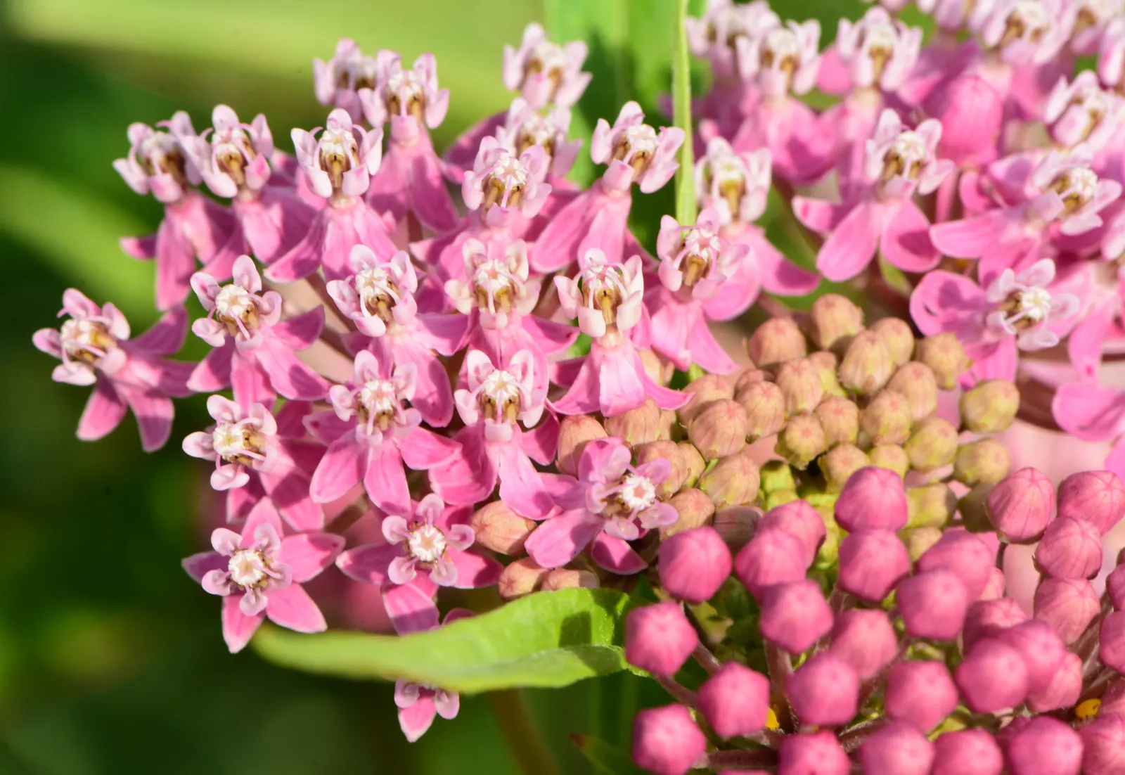 Red Milkweed (Asclepias Incarnata) — which bloom from June to August; being naturally found in wetlands