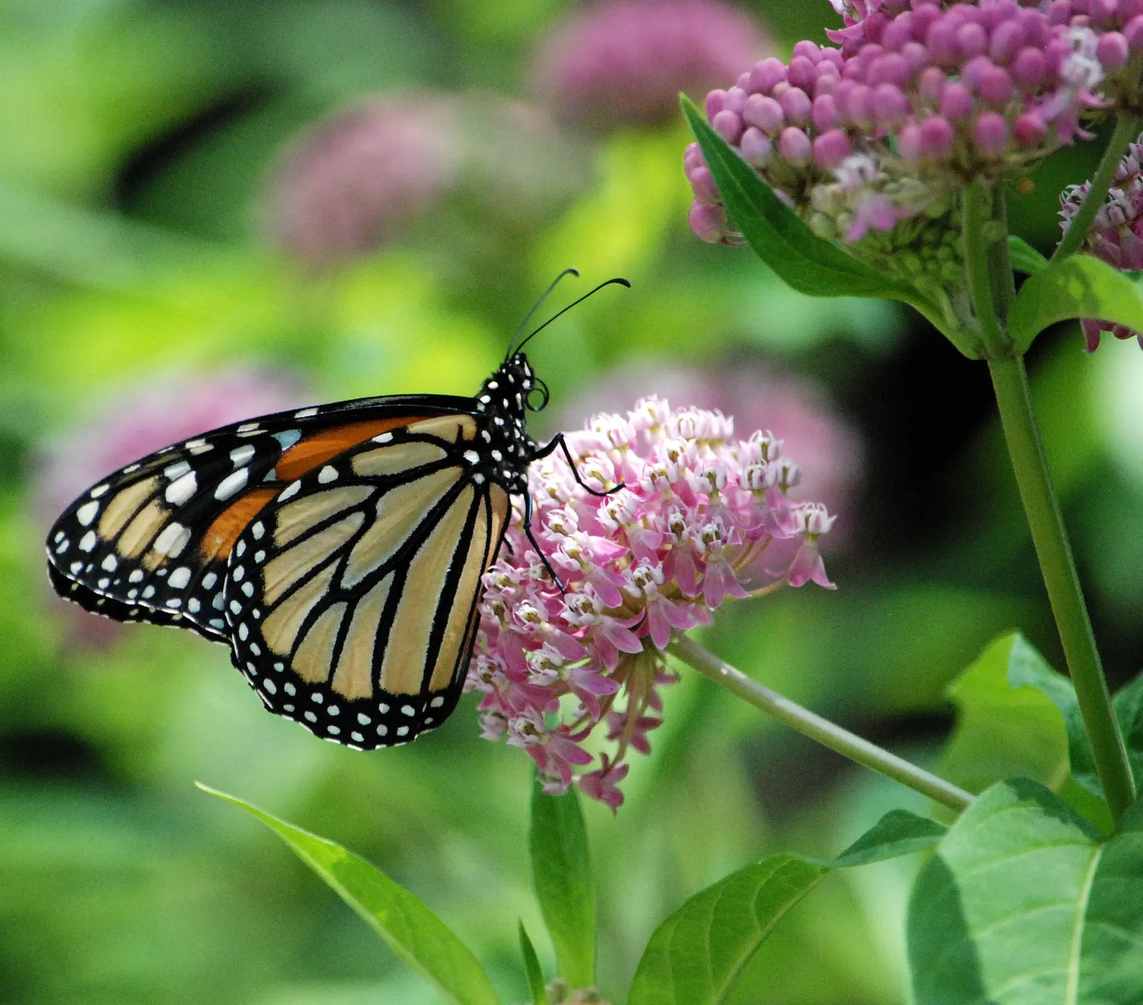 Red Milkweed (Asclepias Incarnata) — preferring moist to wet soils; and can even endure occasional flooding, image 85