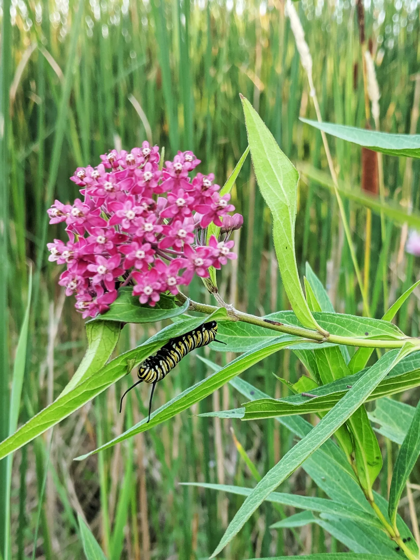 Red Milkweed (Asclepias Incarnata) — preferring moist to wet soils; and can even endure occasional flooding