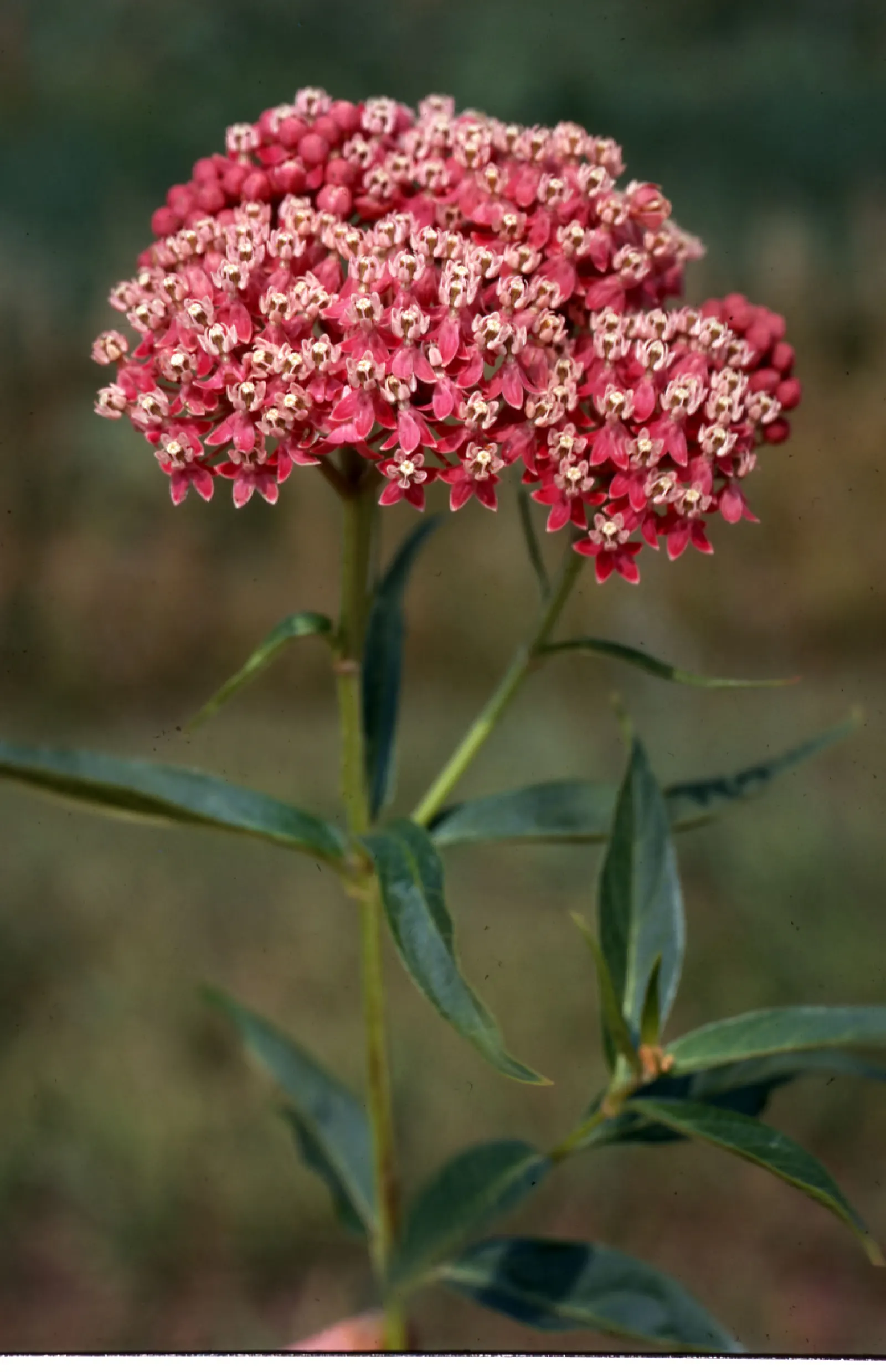 Red Milkweed (Asclepias Incarnata) — it tolerates both average and moist soils; perennial for full or half, image 71