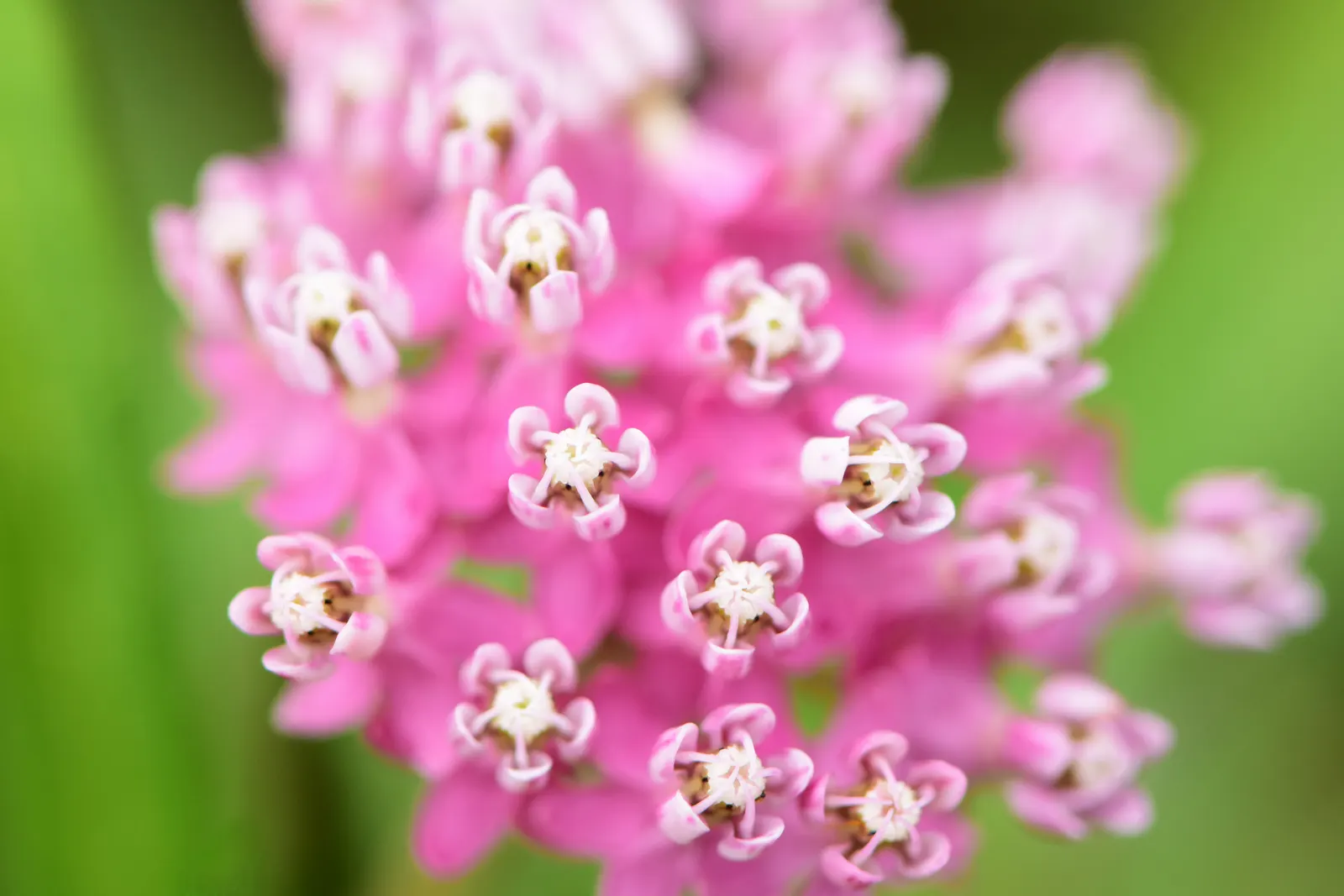 Red Milkweed (Asclepias Incarnata) — is a charismatic perennial native to North America; put it in a position where its showy flowers and associated wildlife